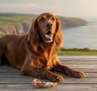 2026 Guide: Natural Dog Chews for Oral Health in Ireland