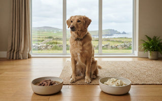 Beef vs Fish Dog Food: Compare Nutrition, Appeal and Risks