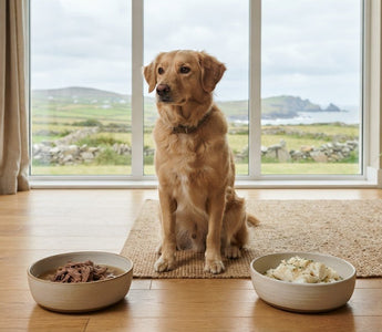 Beef vs Fish Dog Food: Compare Nutrition, Appeal and Risks