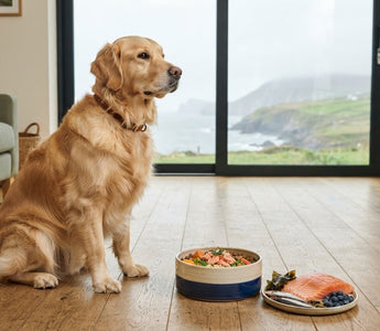 Best Diet for a Golden Retriever with Skin Allergies