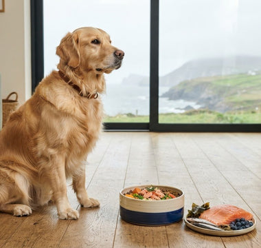 Best Diet for a Golden Retriever with Skin Allergies