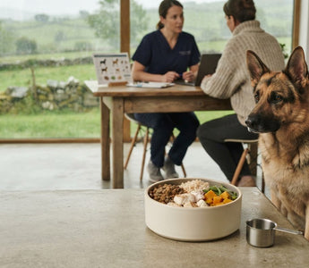 Best Diet for Sensitive German Shepherds: 2026 Guide