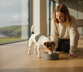 Best Dog Food for Fussy Small Dogs Ireland: 2026 Guide