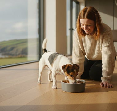 Best Dog Food for Fussy Small Dogs Ireland: 2026 Guide