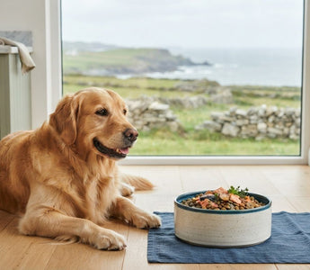 Best Dog Food for Itchy Skin: 2026 Sensitive Paws Guide