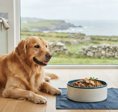Best Dog Food for Itchy Skin: 2026 Sensitive Paws Guide