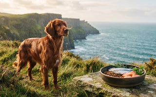 Best Dog Food for Non-Stop Shedding: The 2026 Guide to Coat Retention