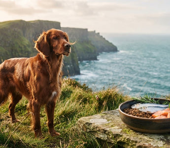 Best Dog Food for Non-Stop Shedding: The 2026 Guide to Coat Retention