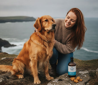 Best Dog Supplements for Dry Skin Ireland: 2026 Buying Guide