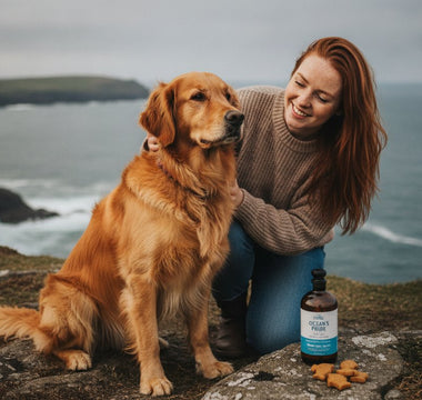 Best Dog Supplements for Dry Skin Ireland: 2026 Buying Guide