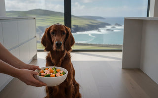 Best Fish-Based Dog Food for Immune Support: 2026 Guide