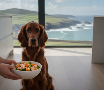 Best Fish-Based Dog Food for Immune Support: 2026 Guide