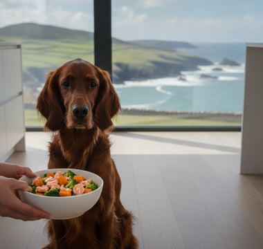 Best Fish-Based Dog Food for Immune Support: 2026 Guide