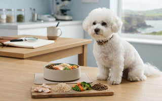 Best Food for Bichon Frise Itchy Skin: Practical Guide