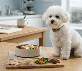 Best Food for Bichon Frise Itchy Skin: Practical Guide