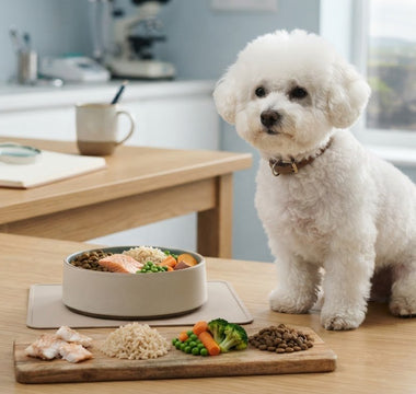 Best Food for Bichon Frise Itchy Skin: Practical Guide
