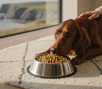 Best Protein for Dogs with Allergies: Why Fish is the Gold Standard in 2026