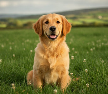 Best Puppy Food for Sensitive Stomachs: 2026 Ireland Guide