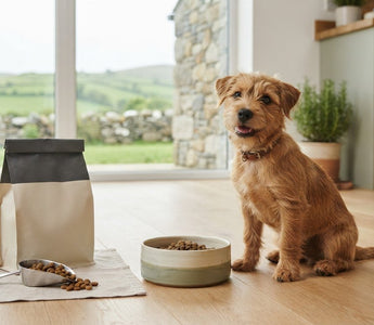 Complete Puppy Food for Small Breeds: A Practical 2026 Guide