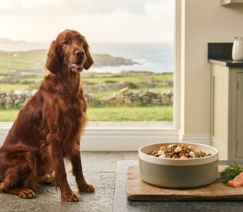 Dog Food for Food Intolerance: The 2026 Guide to Sensitive Digestion