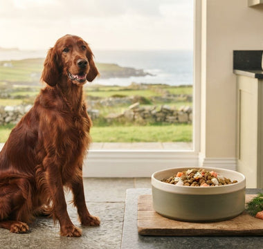 Dog Food for Food Intolerance: The 2026 Guide to Sensitive Digestion