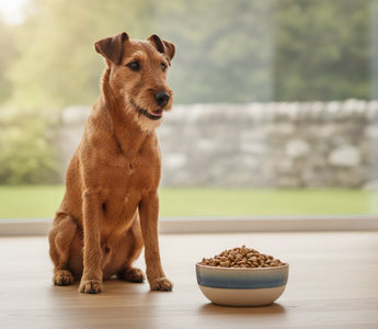 Dog Food for Small Dogs: 2026 Nutritional Guide