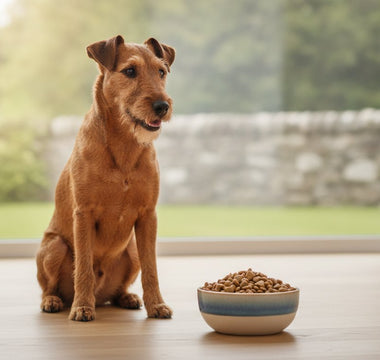 Dog Food for Small Dogs: 2026 Nutritional Guide