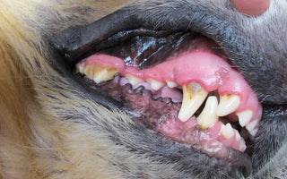 Over 80% of dogs show signs of gum disease by the age of three.