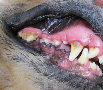 Over 80% of dogs show signs of gum disease by the age of three.