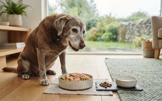 Easy-to-chew food for senior dogs: a buying guide