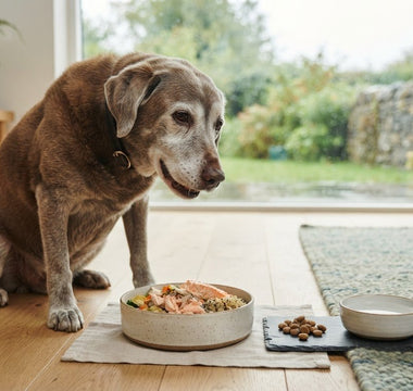 Easy-to-chew food for senior dogs: a buying guide