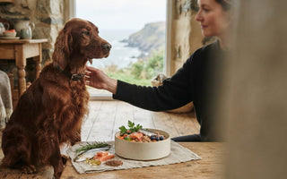 Feeding a Dog with Dry Skin: 2026 Nutrition Guide