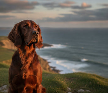 Fish Oil for Dogs in Ireland: 2026 Omega-3 Guide
