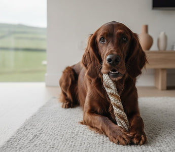 Fish Skin Dog Chews: The Ultimate Guide to Healthy, Natural Dental Care in 2026