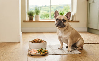 French Bulldog Sensitive Stomach Food for Daily Needs