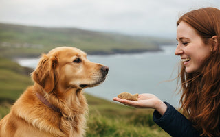 Healthy Dog Treats in Ireland: The 2026 Guide to Nutritious Rewards