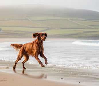 Healthy Skin & Coat: 2026 Buying Guide for Canine Vitality