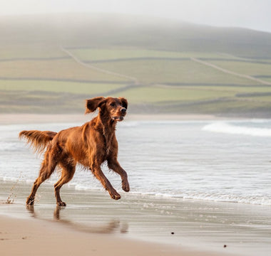 Healthy Skin & Coat: 2026 Buying Guide for Canine Vitality