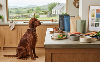 High-Quality Dog Food: 2026 Buying Guide