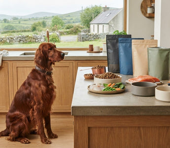 High-Quality Dog Food: 2026 Buying Guide