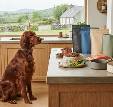 High-Quality Dog Food: 2026 Buying Guide