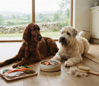 How diet and omega fats may help reduce dog shedding