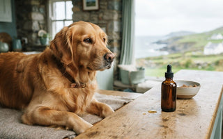 How Long Does Fish Oil Take to Work for Dogs? A 2026 Guide