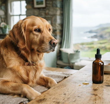 How Long Does Fish Oil Take to Work for Dogs? A 2026 Guide