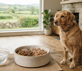 How to Make Dry Dog Food More Appealing by Mixing in Wet Food