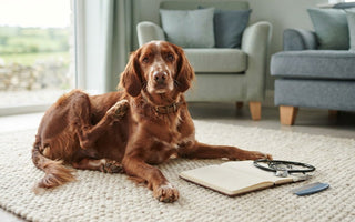 How to Stop a Dog from Scratching All the Time: Causes and Safe Next Steps