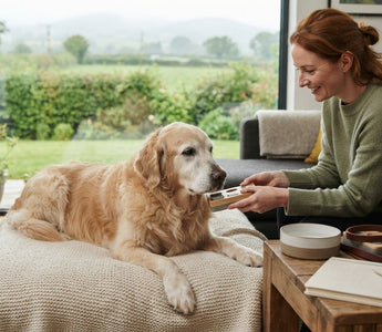 How to Support Your Senior Dog’s Cognitive Health: A Practical Guide