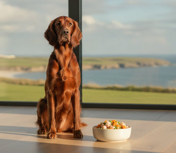 Hypoallergenic Dog Food Ireland: The 2026 Guide to Managing Sensitivities Naturally
