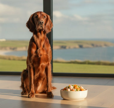 Hypoallergenic Dog Food Ireland: The 2026 Guide to Managing Sensitivities Naturally