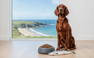 Irish Fish Based Dog Food: The 2026 Premium Buying Guide